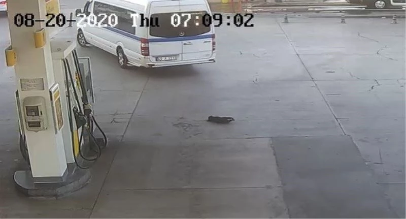 İzmir’de yavru köpeği ezerek öldüren sürücü gözaltına alındı
