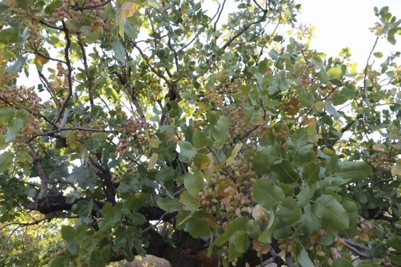 Ülke ekonomisine 10 milyar lira katkı sağlıyor, üreticiler hasada hazırlanıyor
