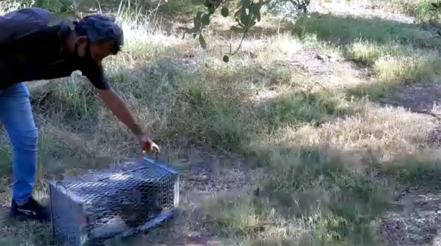 EVİN AVLUSUNDA YAKALANAN OKLU KİRPİ, DOĞAYA BIRAKILDI