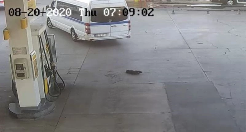 İzmir’de yavru köpeği ezerek öldüren sürücü serbest kaldı
