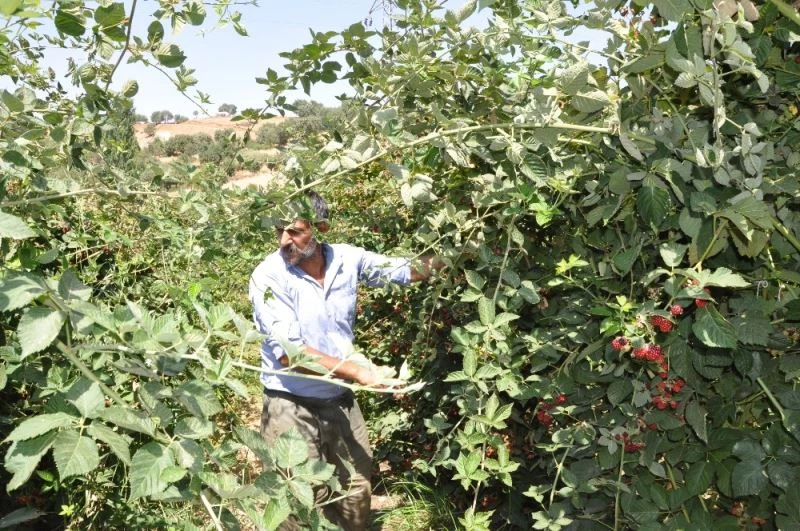 Batman’da kurulan böğürtlen bahçeleri gençlerin yeni iş kapısı oldu
