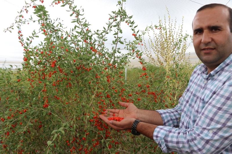 Aksaray’ın gençlik iksiri Goji Berry hücreleri yeniliyor
