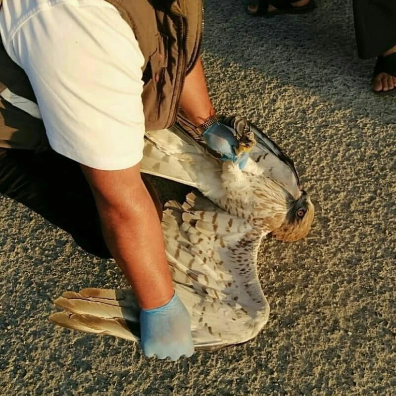 Yaralı kartalın imdadına yetiştiler
