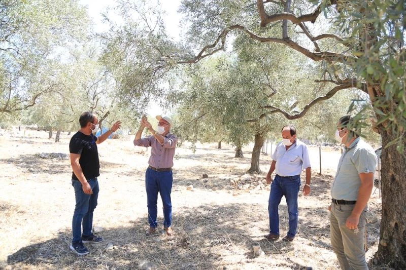 Milas’ta zeytin üreticileri halkalı leke hastalığına karşı bilgilendirildi
