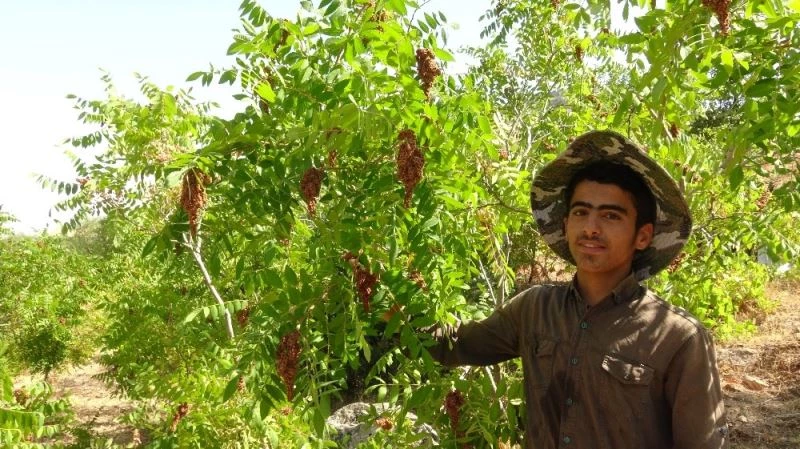 Gercüş’te sumak hasadı başladı
