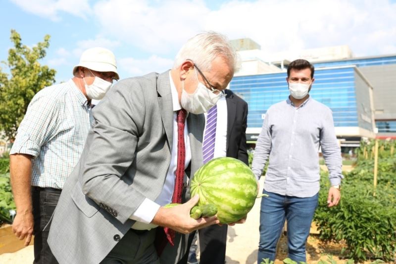 Nilüfer’in Mini Bostanı’nda hasat zamanı
