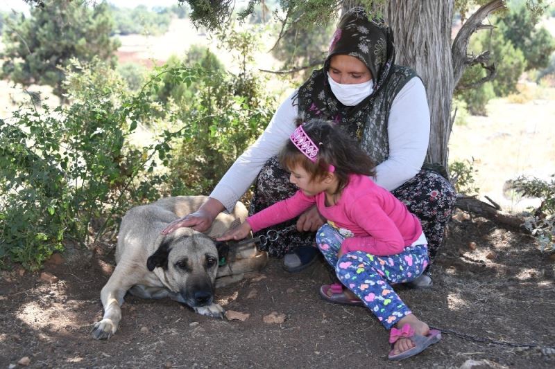 Konya’da 4 bin 241 sokak köpeği gönüllü olarak sahiplendirildi
