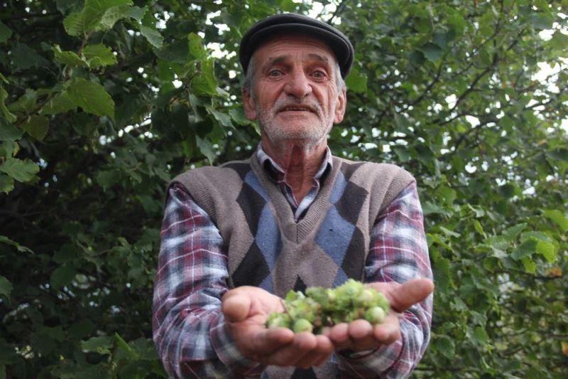 Kilosu 24 lira, tonlarcası dalında çürüyor
