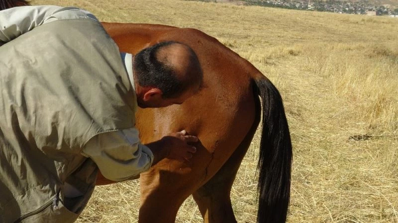 Merada otlanan ata akılalmaz şiddet
