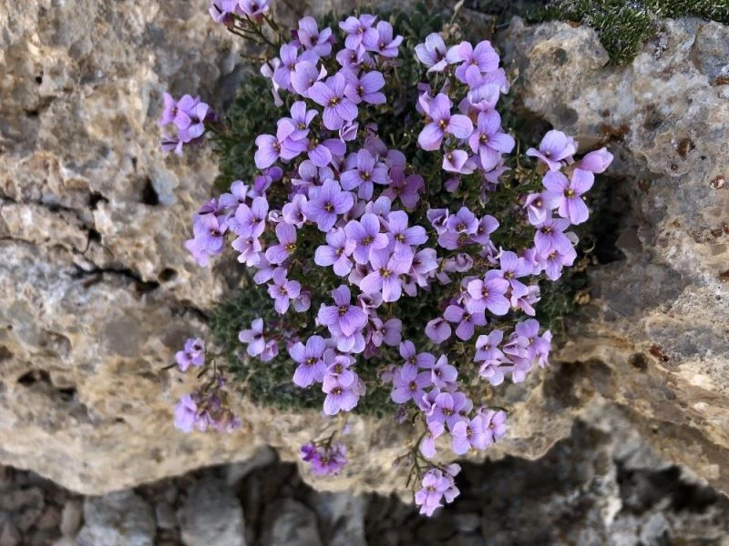 Nesli tükendiği sanılan bitki “Bakır Kazteresi” yeniden bulundu
