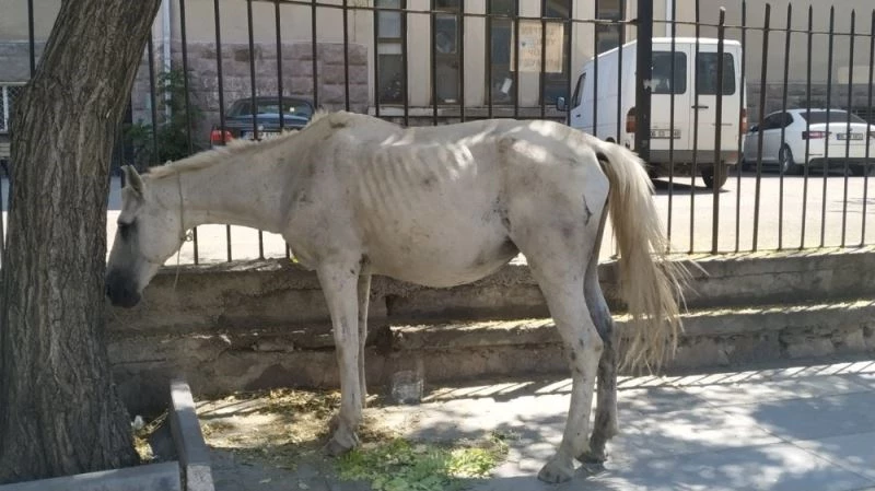 Başıboş at Ankara’nın göbeğinde 3 saat dolaştı
