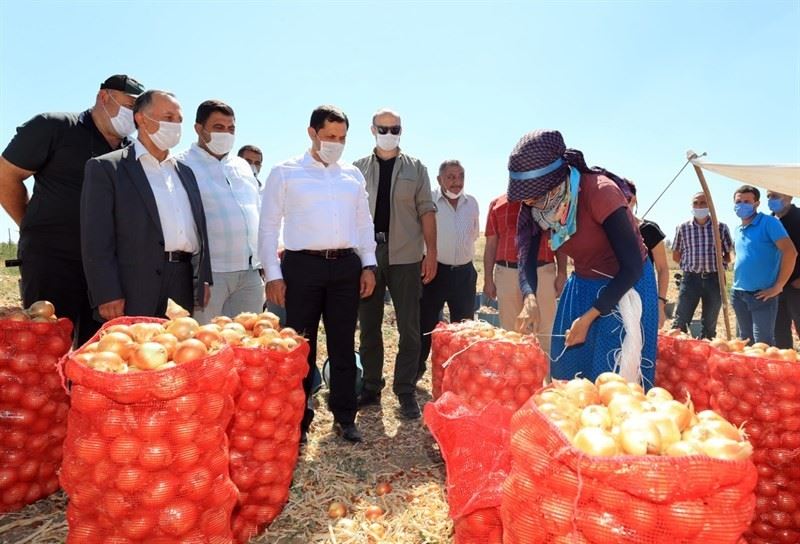 Vali Masatlı’dan tarlalardaki hasada inceleme
