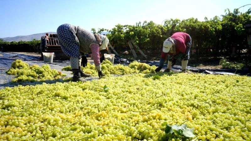 Yaş üzüm üreticileri kurutmalık üzüme yöneldi
