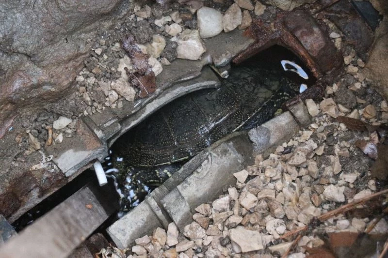 Havuzun gider borusuna sıkışan kaplumbağayı itfaiye kurtardı
