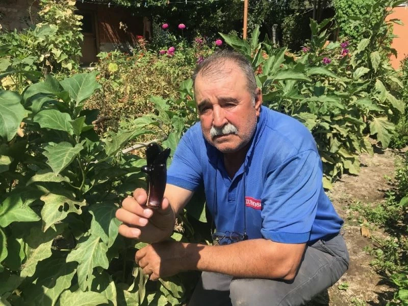 5 parmaklı patlıcan görenleri şaşırtıyor
