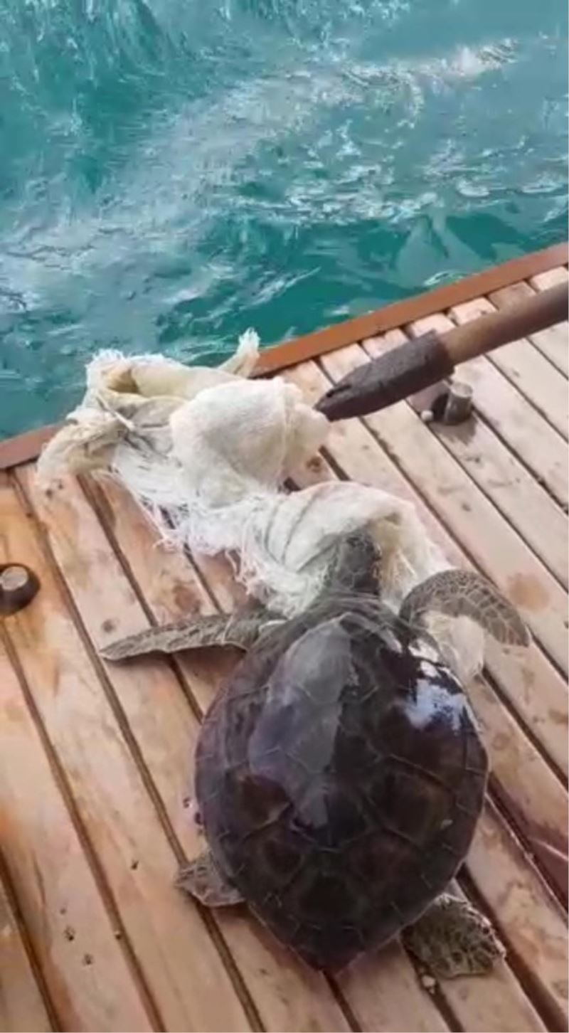 Kaplumbağayı kurtarmak için gezi teknesini durdurdu
