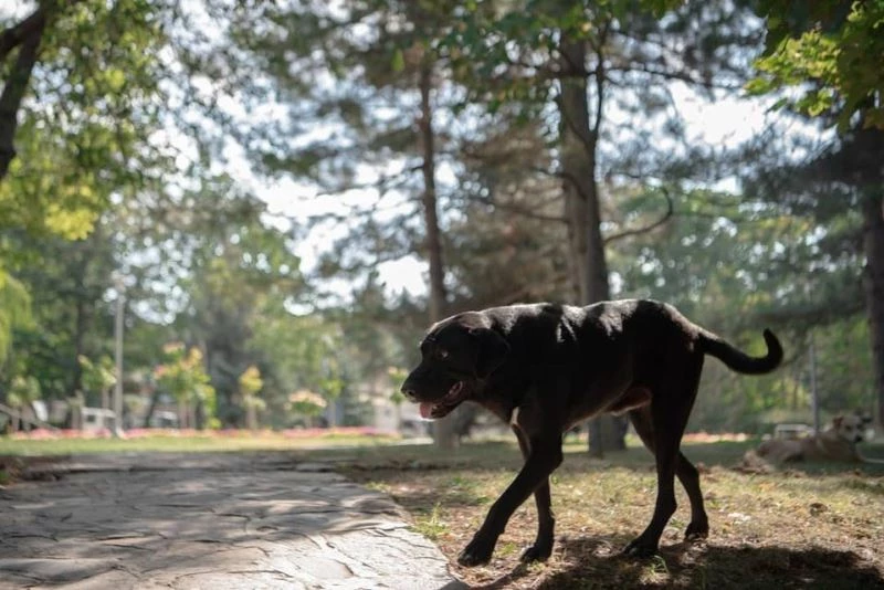 Kampüsteki hayvan dostları öğrencileri özlüyor
