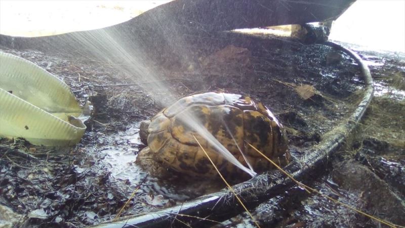 Alevlerden kaçıp, hortumdan sızan suya sığınan kaplumbağa kurtarılamadı