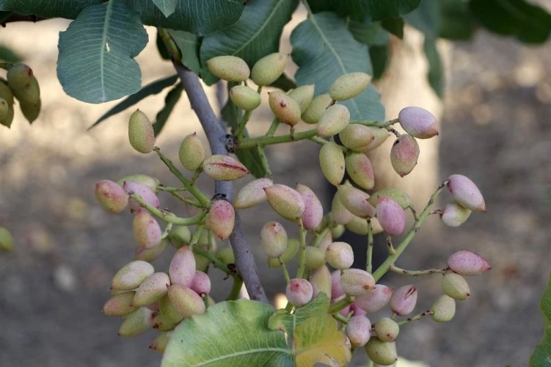 ’Yeşil altın’ üreticileri, mahsulü hırsızlara kaptırmaktan korkuyor
