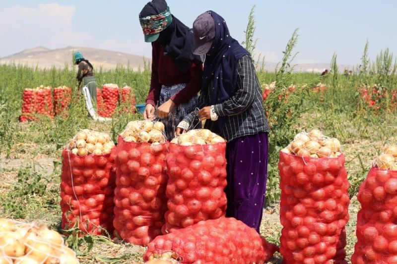 Polatlı’da kavurucu sıcakta yaz soğan sökümü
