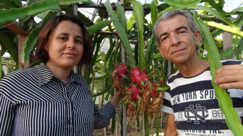 Pitahaya meyvesi markette tanesi 35, Rusya ve Katar’a kilosu 70 liradan gidiyor
