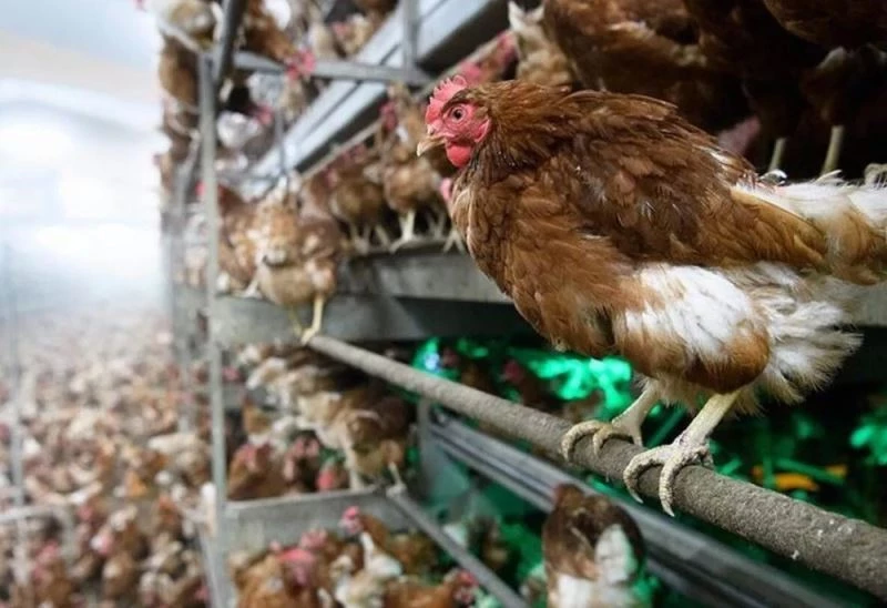 3 milyon 734 bin kanatlı hayvan sevki yapıldı
