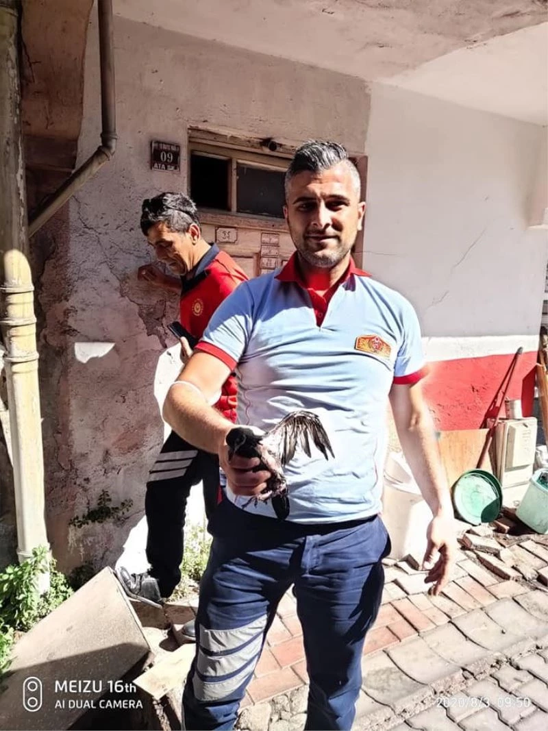 Yavru güvercinin imdadına itfaiye ekipleri yetişti

