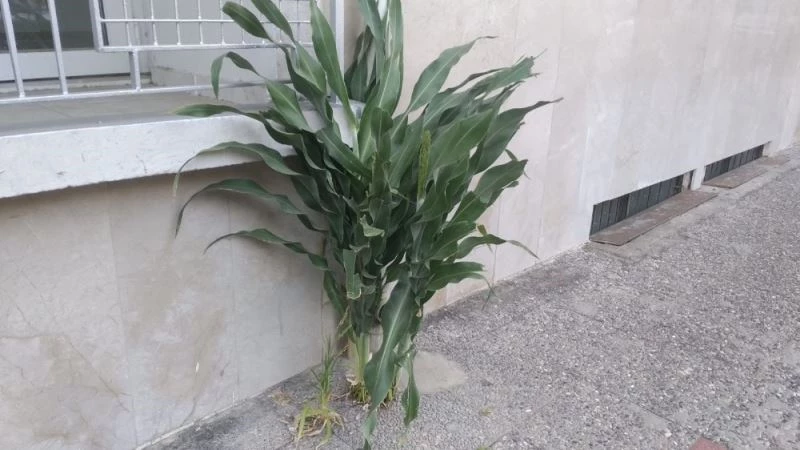 Kaldırımda yetişen Akdarı görenleri şaşırtıyor
