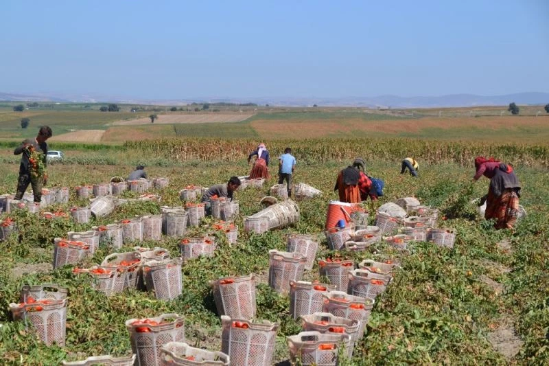 (Özel) Siverekli işçilerin hasat mücadelesi
