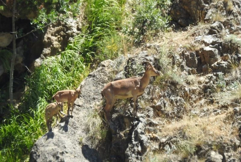 Erzincan’da 26 dağ keçisinin avlanması için açılan ihale durduruldu
