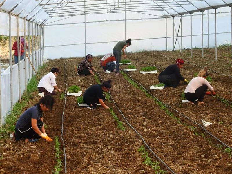 Yüzde 70 hibe destekli sera projesinde ilk fideler toprakla buluştu

