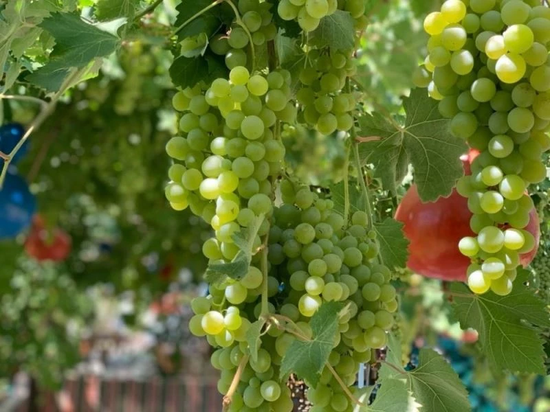 Margaz Üzümünün hasadı başladı
