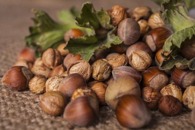 Düzce’den Haziran ayında bin 980 ton fındık ihraç edildi
