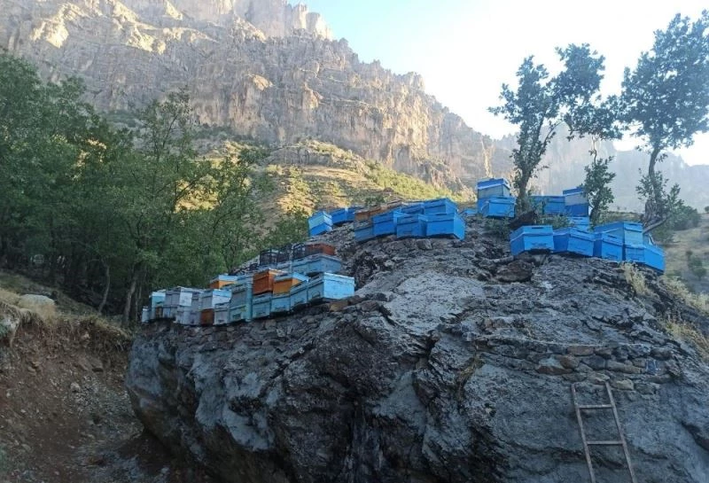 Arılarını ayılardan korumak için kovanları kayanın üzerine yerleştirdiler
