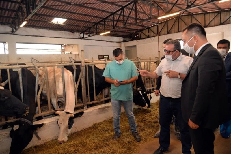 2016 yılında 6 adet buzağı ile hayvancılığı atılmıştı
