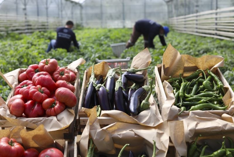 Büyükşehir Belediyesi Ata Tohumlarından ürettiği sebzeleri vatandaşlarla buluşturuyor
