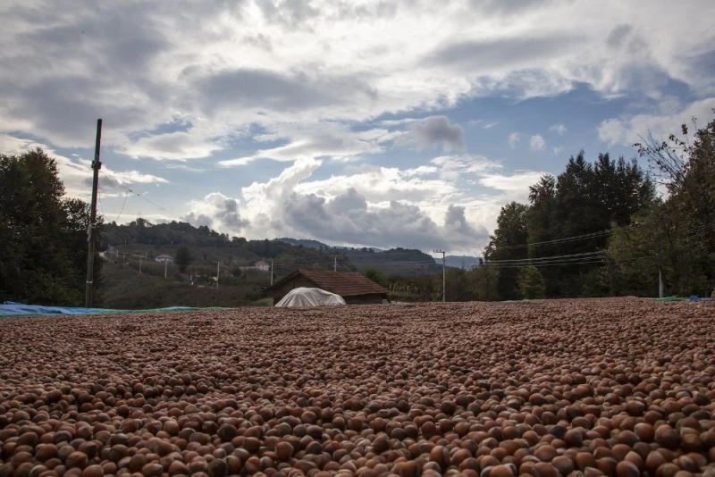 Fındığı yerden toplama ürün kalitesini yükseltiyor
