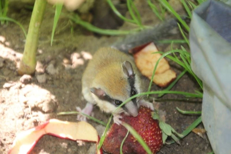 Nesli tükenmekte olan hayvanı kedinin ağzından kurtardı
