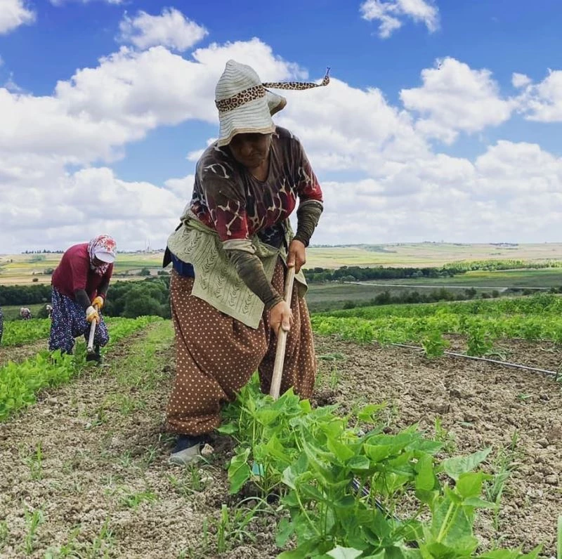 İstanbul’un en güzel köylerinden Tosunköy’de çiftçilik hala geçim kaynağı
