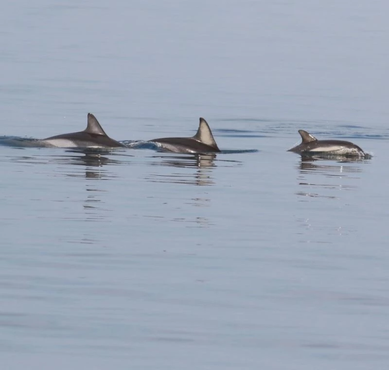 Dilek Yarımadası Milli Parkı’ndaki yunusların gözlemleri tamamlandı
