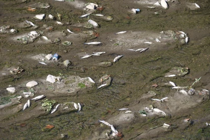 Üzülmez Deresi’nde yüzlerce ölü balık bulundu
