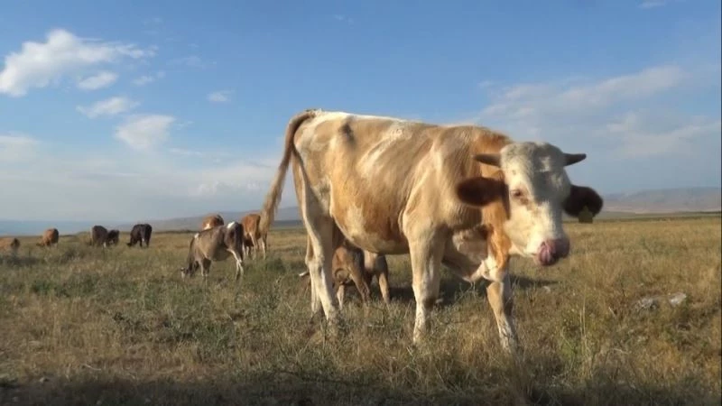 Damızlık alınan boğanın süt emmesi sahibini şaşırttı
