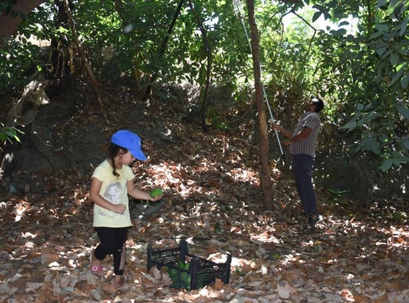 Avokadoda hedef 70 milyon adet üretim