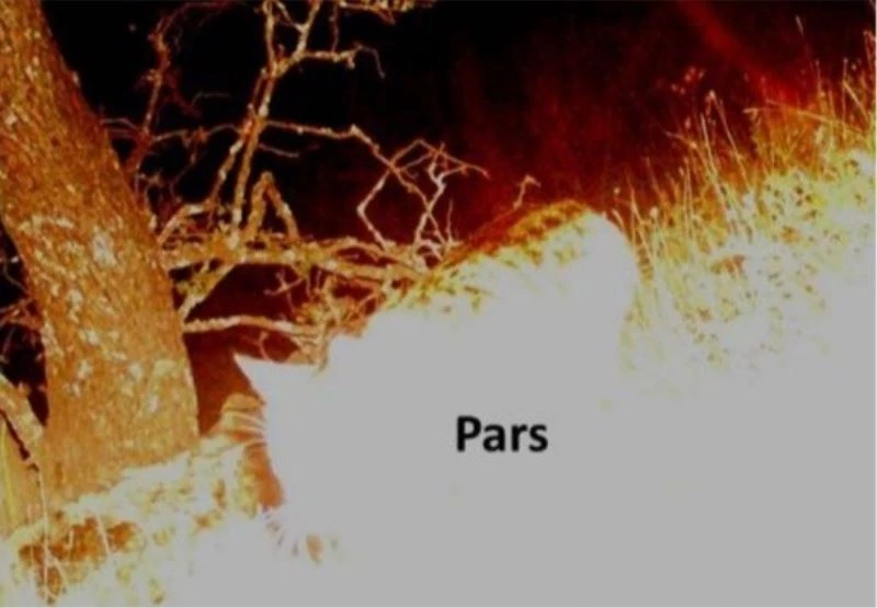 Nesli tükendiği biliniyordu, Anadolu Parsı görüntülendi
