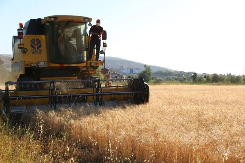 13 bin yıllık buğdayın ilk hasadı yapıldı

