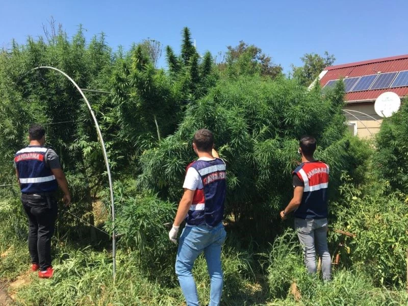 Uyuşturucu yetiştirdikleri çiftliği pitbull ve kangal köpekleriyle korudular
