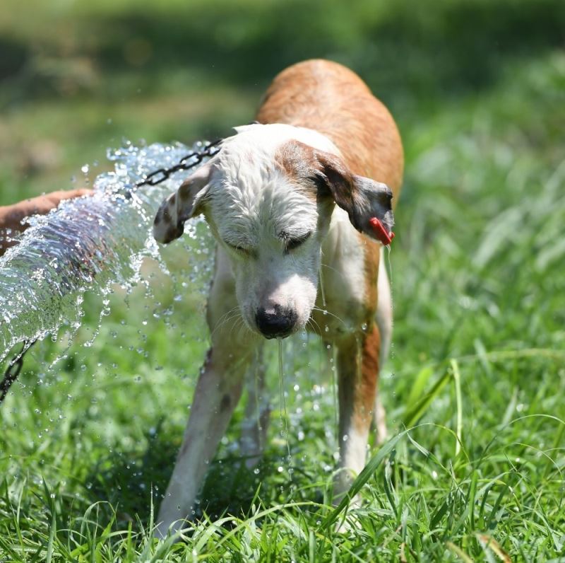 Konyaaltı Belediyesi köpekleri banyo seansıyla serinletti
