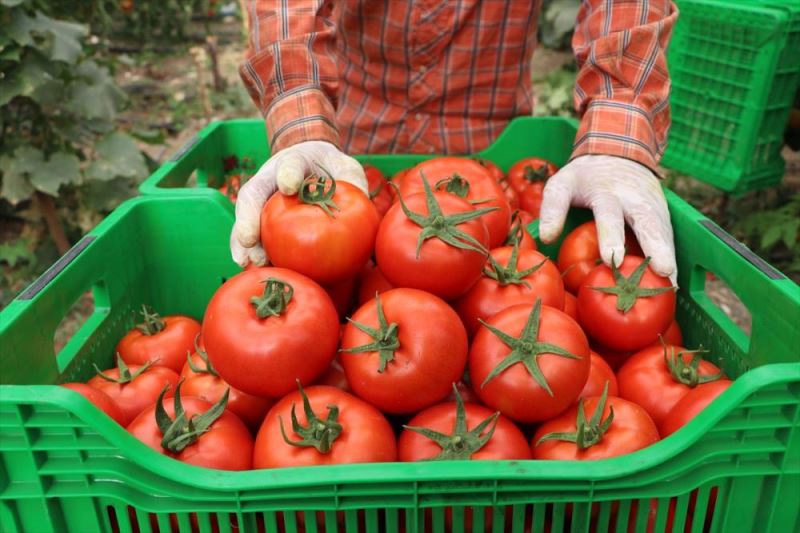 Örtü altı hasadına başlanan yayla domatesine talep arttı