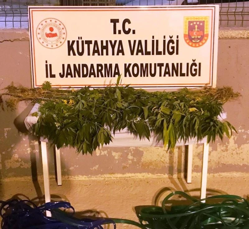 Kütahya’da 3 kişi kenevir bitkisi sularken suçüstü yakalandı
