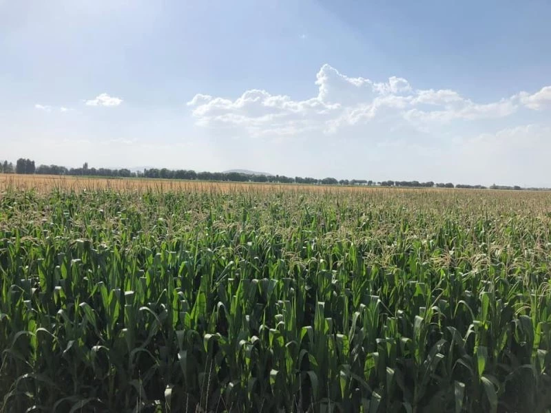 Koyak: Yapılan çalışmaların karşılığını aldık
